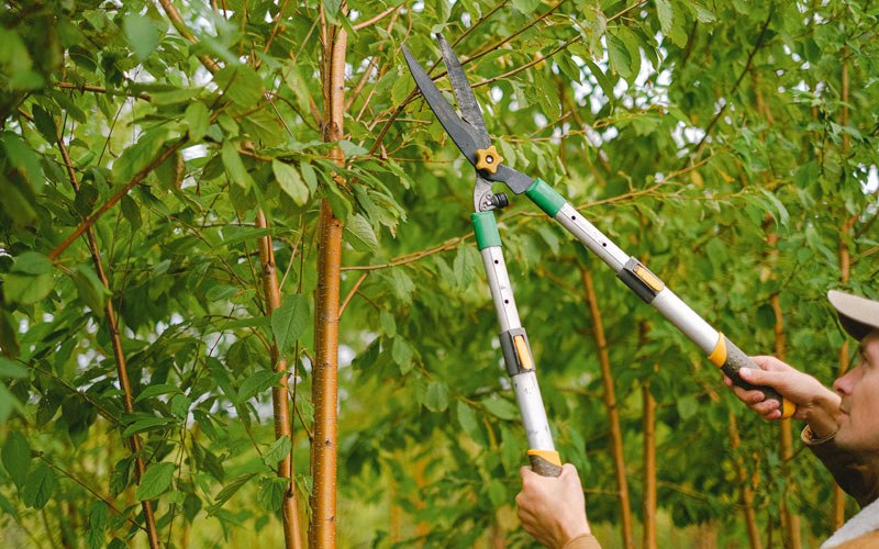 Tree trimming in Pollard, AR